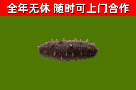 湛江市烟酒回收干海参.jpg